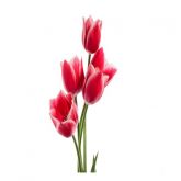Tulipas