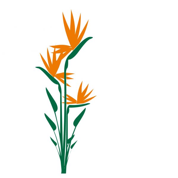Flores Laranja
